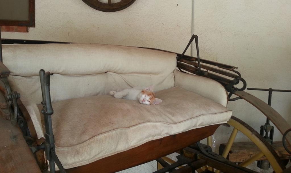 Azienda Agrituristica Tenuta Pizzolungo エーリチェ エクステリア 写真