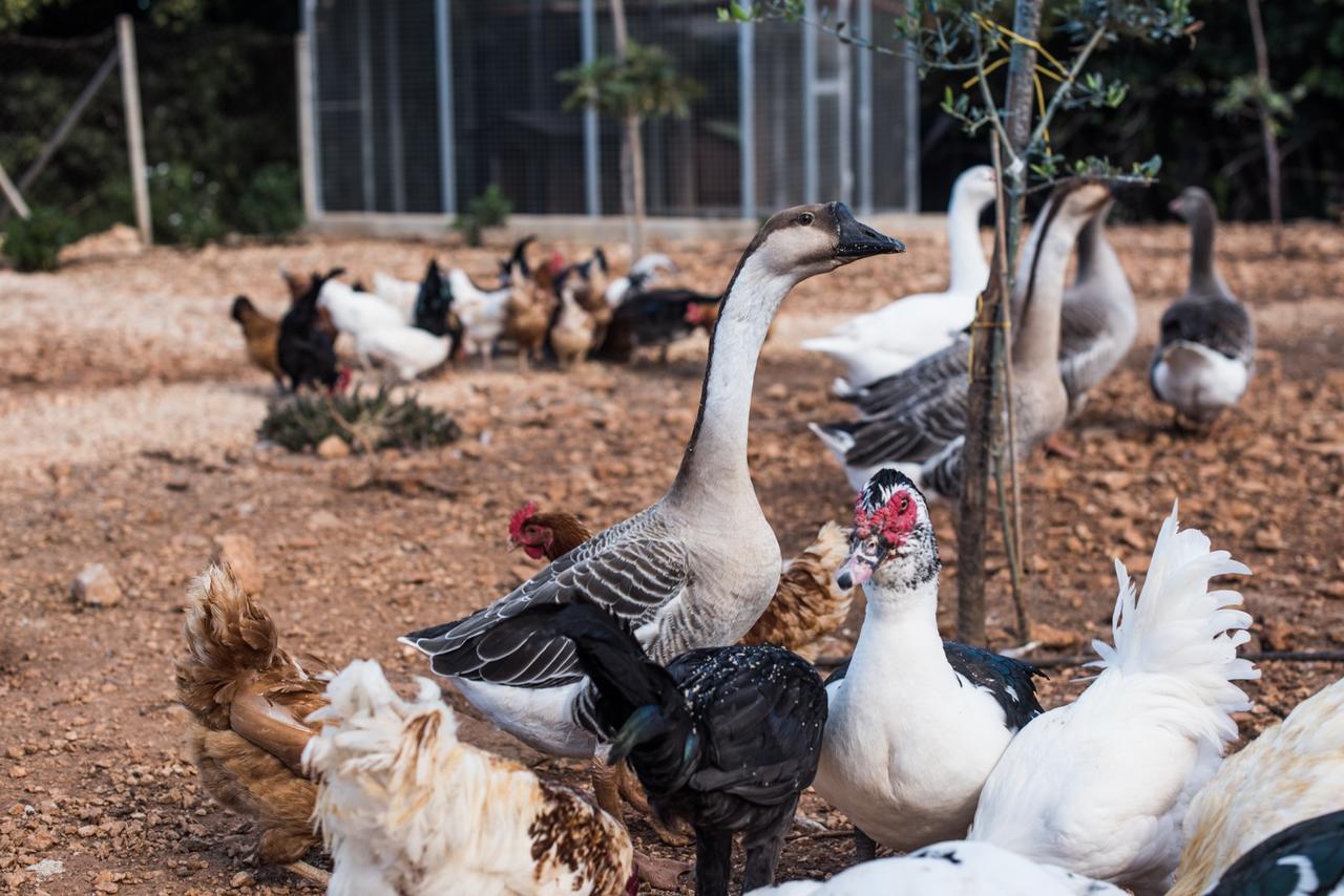 Azienda Agrituristica Tenuta Pizzolungo エーリチェ エクステリア 写真